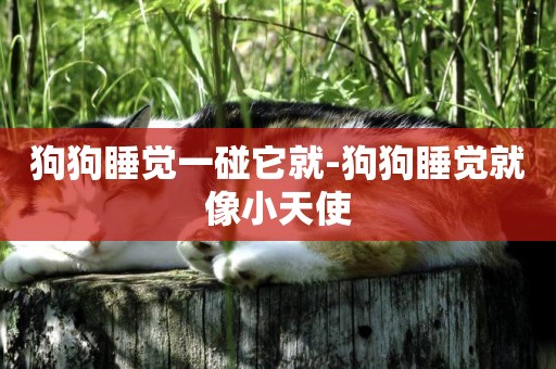 狗狗睡覺一碰它就-狗狗睡覺就像小天使