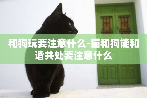 和狗玩要注意什么-貓和狗能和諧共處要注意什么