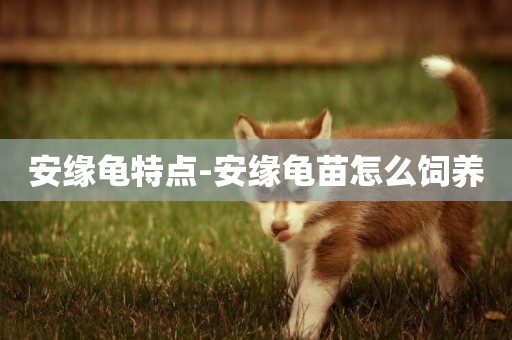 安緣龜特點-安緣龜苗怎么飼養