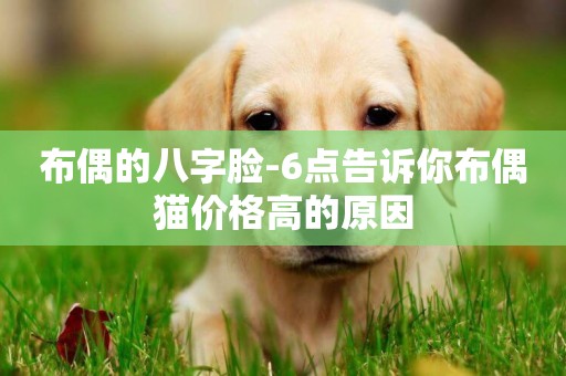 布偶的八字臉-6點告訴你布偶貓價格高的原因