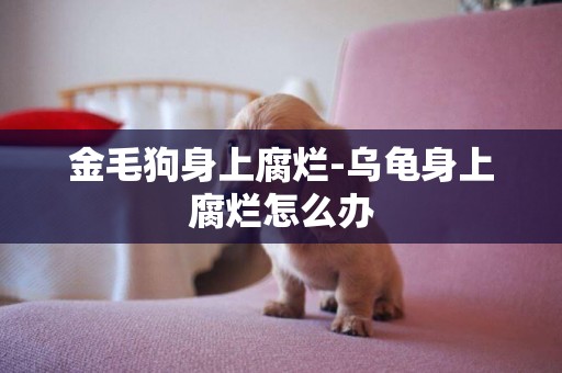 金毛狗身上腐爛-烏龜身上腐爛怎么辦