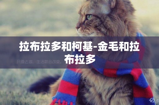 拉布拉多和柯基-金毛和拉布拉多