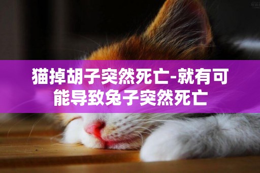 貓掉胡子突然死亡-就有可能導致兔子突然死亡