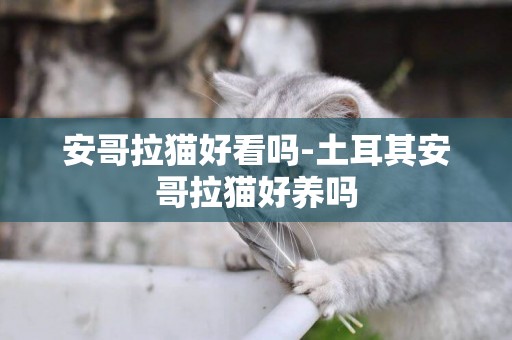 安哥拉貓好看嗎-土耳其安哥拉貓好養嗎