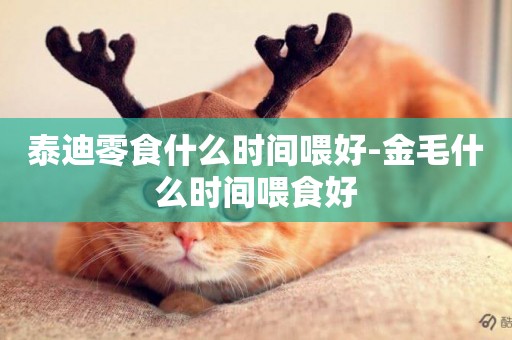 泰迪零食什么時間喂好-金毛什么時間喂食好