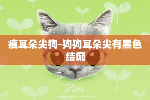 瘦耳朵尖狗-狗狗耳朵尖有黑色結痂