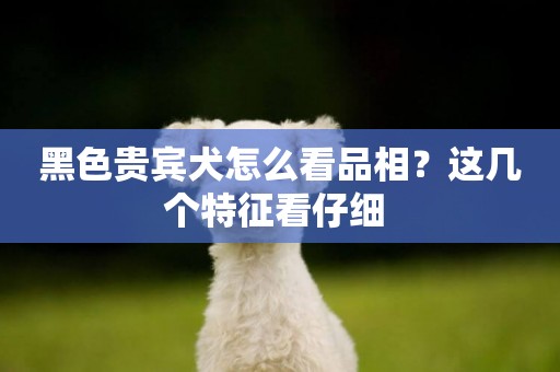 黑色貴賓犬怎么看品相？這幾個特征看仔細 