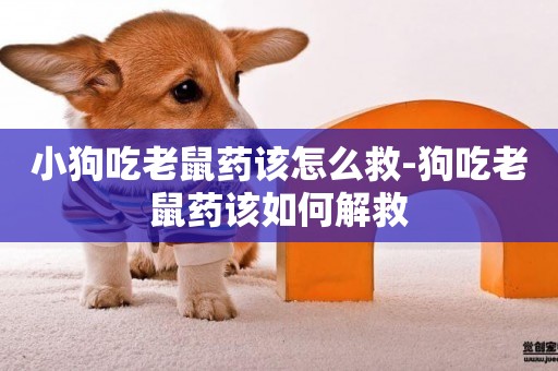 小狗吃老鼠藥該怎么救-狗吃老鼠藥該如何解救