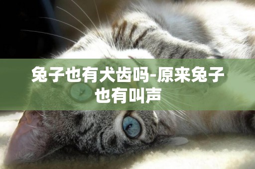 兔子也有犬齒嗎-原來兔子也有叫聲