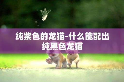 純紫色的龍貓-什么能配出純黑色龍貓