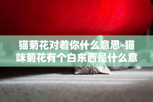 貓菊花對著你什么意思-貓咪菊花有個白東西是什么意思啊