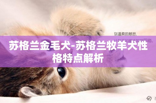 蘇格蘭金毛犬-蘇格蘭牧羊犬性格特點解析