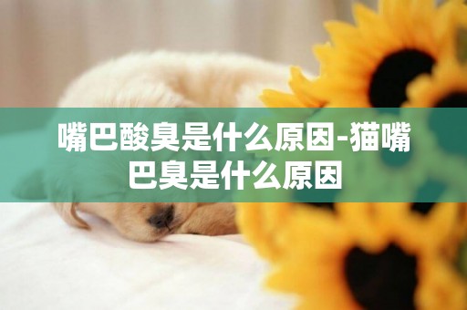 嘴巴酸臭是什么原因-貓嘴巴臭是什么原因