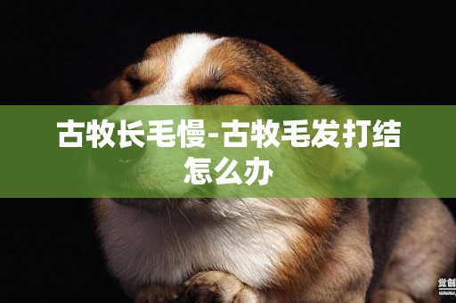古牧長毛慢-古牧毛發打結怎么辦