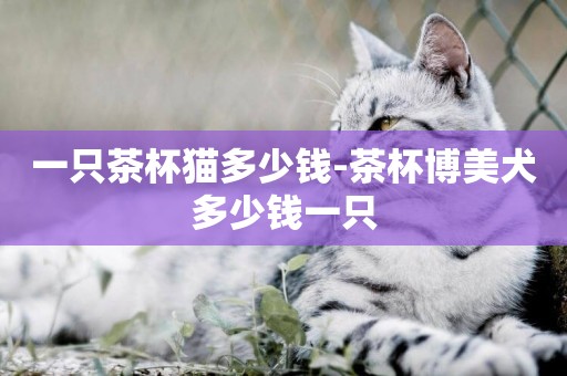 一只茶杯貓多少錢-茶杯博美犬多少錢一只