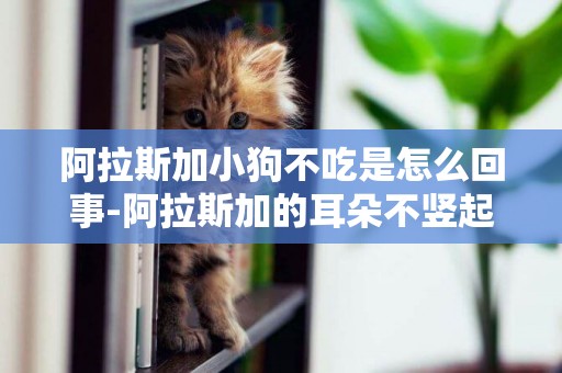 阿拉斯加小狗不吃是怎么回事-阿拉斯加的耳朵不豎起來是怎么回事