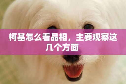 柯基怎么看品相，主要觀察這幾個方面 