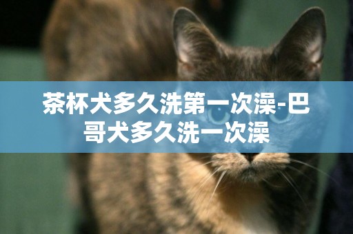 茶杯犬多久洗第一次澡-巴哥犬多久洗一次澡