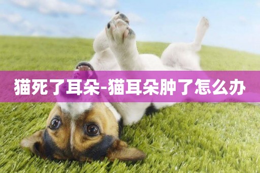 貓死了耳朵-貓耳朵腫了怎么辦