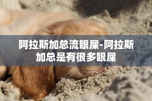 阿拉斯加總流眼屎-阿拉斯加總是有很多眼屎
