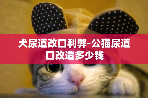 犬尿道改口利弊-公貓尿道口改造多少錢