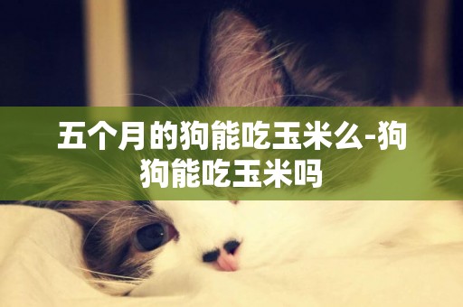 五個月的狗能吃玉米么-狗狗能吃玉米嗎