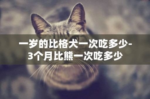 一歲的比格犬一次吃多少-3個月比熊一次吃多少