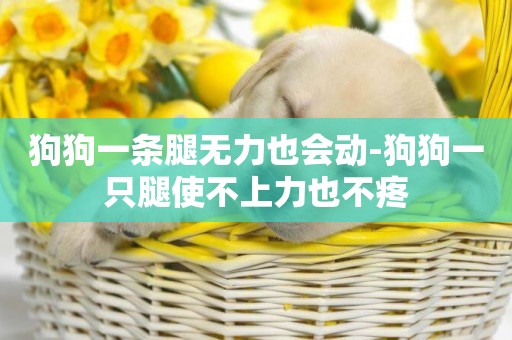 狗狗一條腿無力也會動-狗狗一只腿使不上力也不疼