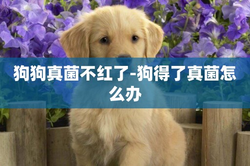 狗狗真菌不紅了-狗得了真菌怎么辦