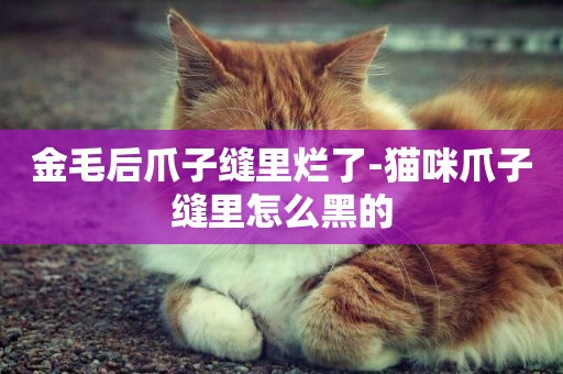 金毛后爪子縫里爛了-貓咪爪子縫里怎么黑的