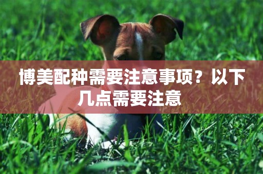 博美配種需要注意事項？以下幾點需要注意 