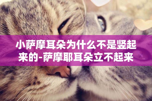 小薩摩耳朵為什么不是豎起來的-薩摩耶耳朵立不起來怎么辦