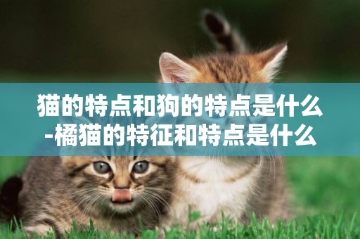 貓的特點和狗的特點是什么-橘貓的特征和特點是什么