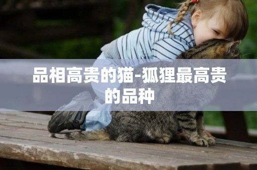 品相高貴的貓-狐貍最高貴的品種