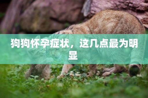 狗狗懷孕癥狀，這幾點最為明顯 