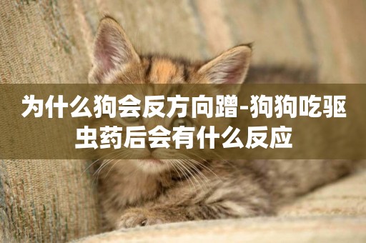 為什么狗會反方向蹭-狗狗吃驅蟲藥后會有什么反應