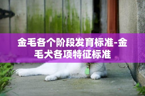 金毛各個階段發育標準-金毛犬各項特征標準