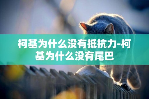 柯基為什么沒有抵抗力-柯基為什么沒有尾巴