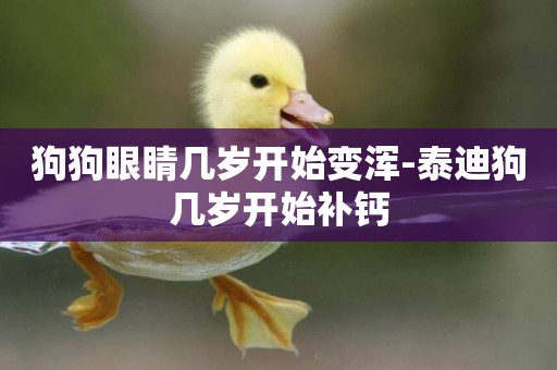 狗狗眼睛幾歲開始變渾-泰迪狗幾歲開始補鈣