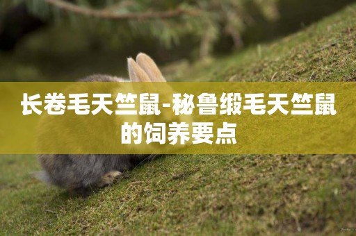 長卷毛天竺鼠-秘魯緞毛天竺鼠的飼養要點