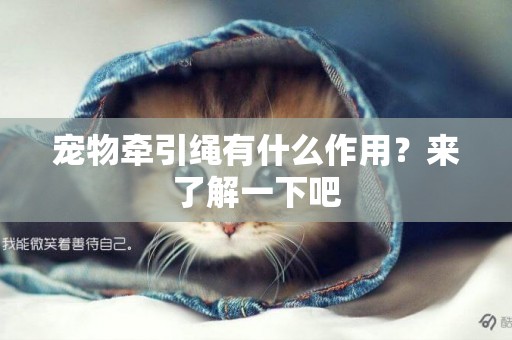 寵物牽引繩有什么作用？來了解一下吧