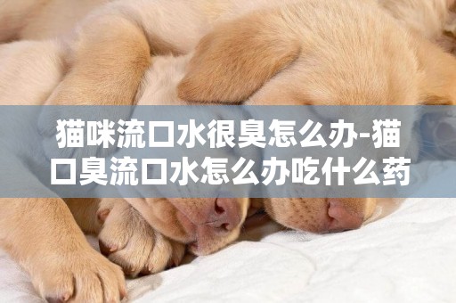 貓咪流口水很臭怎么辦-貓口臭流口水怎么辦吃什么藥