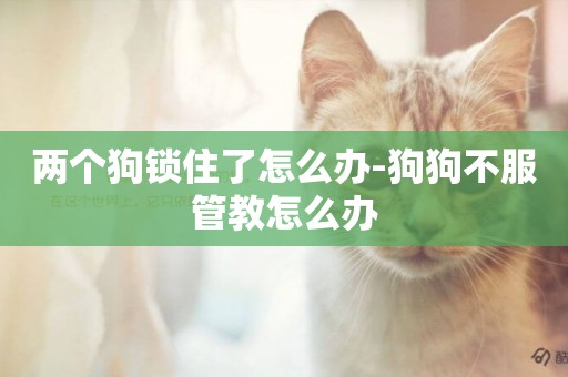 兩個狗鎖住了怎么辦-狗狗不服管教怎么辦