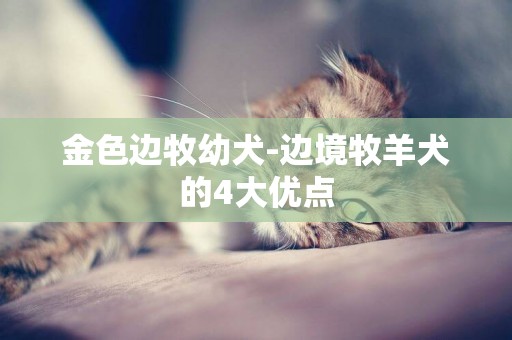 金色邊牧幼犬-邊境牧羊犬的4大優點