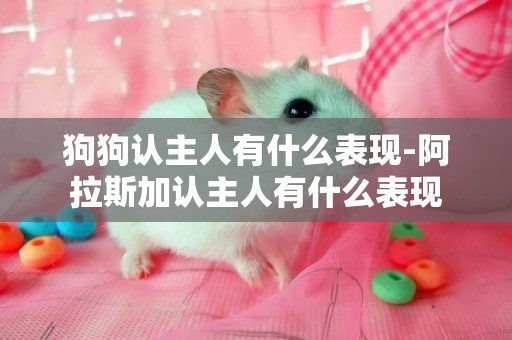 狗狗認主人有什么表現-阿拉斯加認主人有什么表現