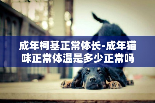 成年柯基正常體長-成年貓咪正常體溫是多少正常嗎