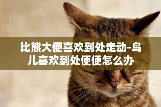 比熊大便喜歡到處走動-鳥兒喜歡到處便便怎么辦