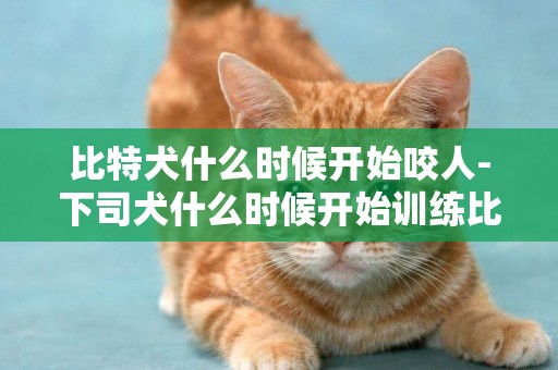 比特犬什么時候開始咬人-下司犬什么時候開始訓練比較好