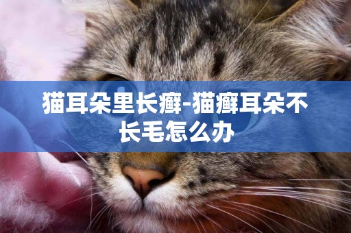 貓耳朵里長癬-貓癬耳朵不長毛怎么辦
