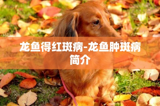 龍魚得紅斑病-龍魚腫斑病簡介